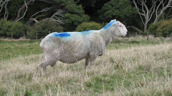 sprayed sheep for web